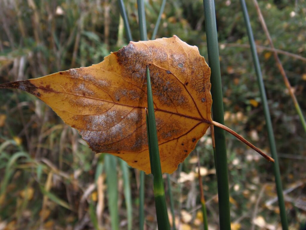 autumn leave biodanza vera